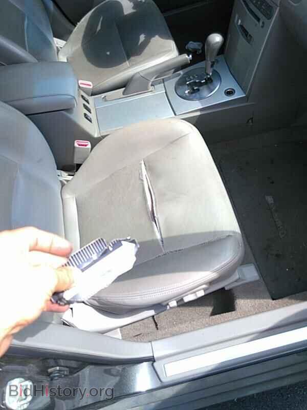 2006 Nissan Maxima - VIN: 1N4BA41E36C833537 - Фото 8